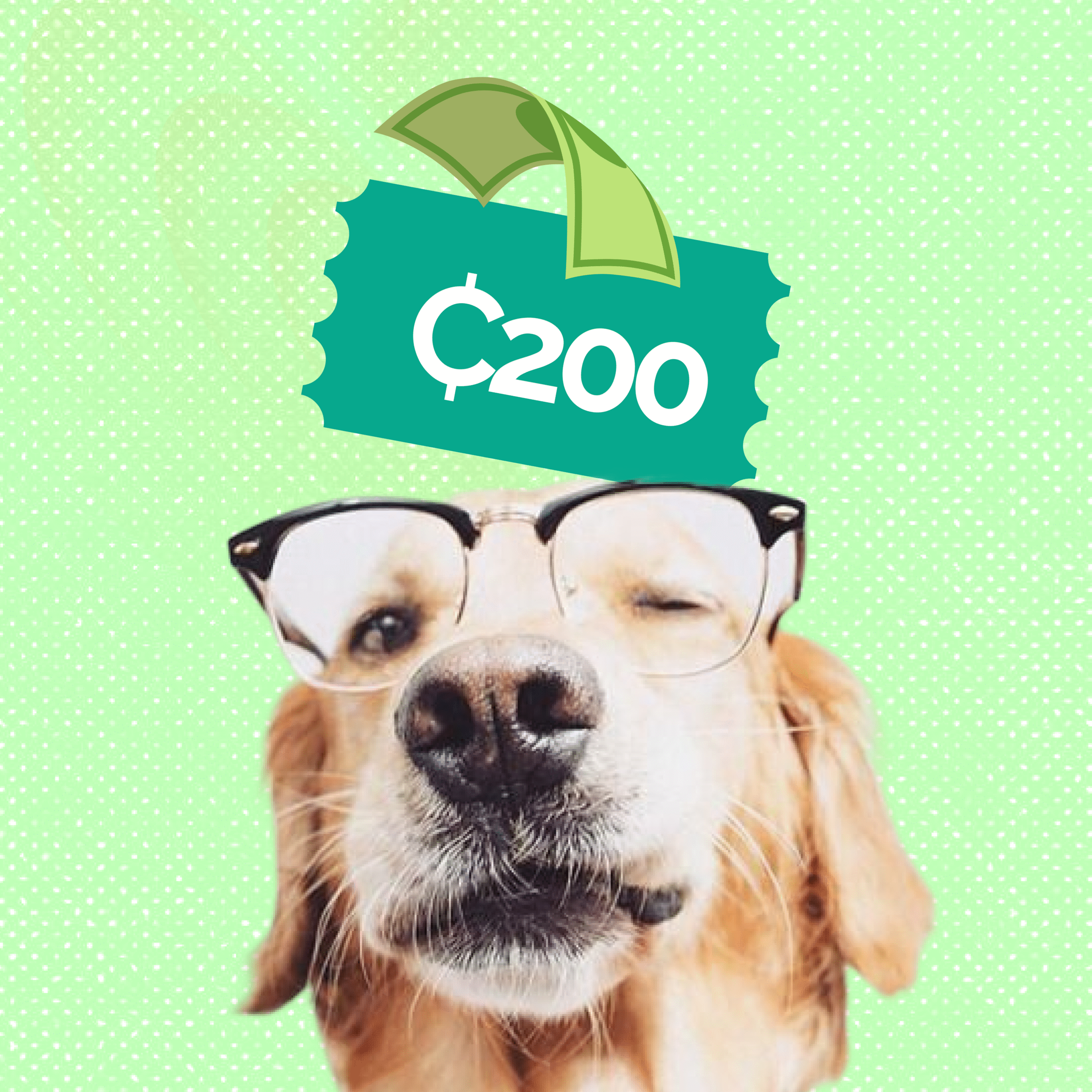 4Paws Support – ₵200